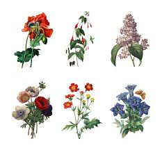 Flowers & Plants