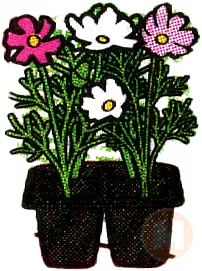 Cosmos WHITE