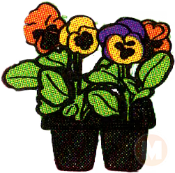 Pansies RED