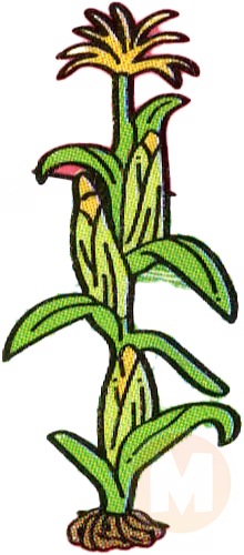 corn plant